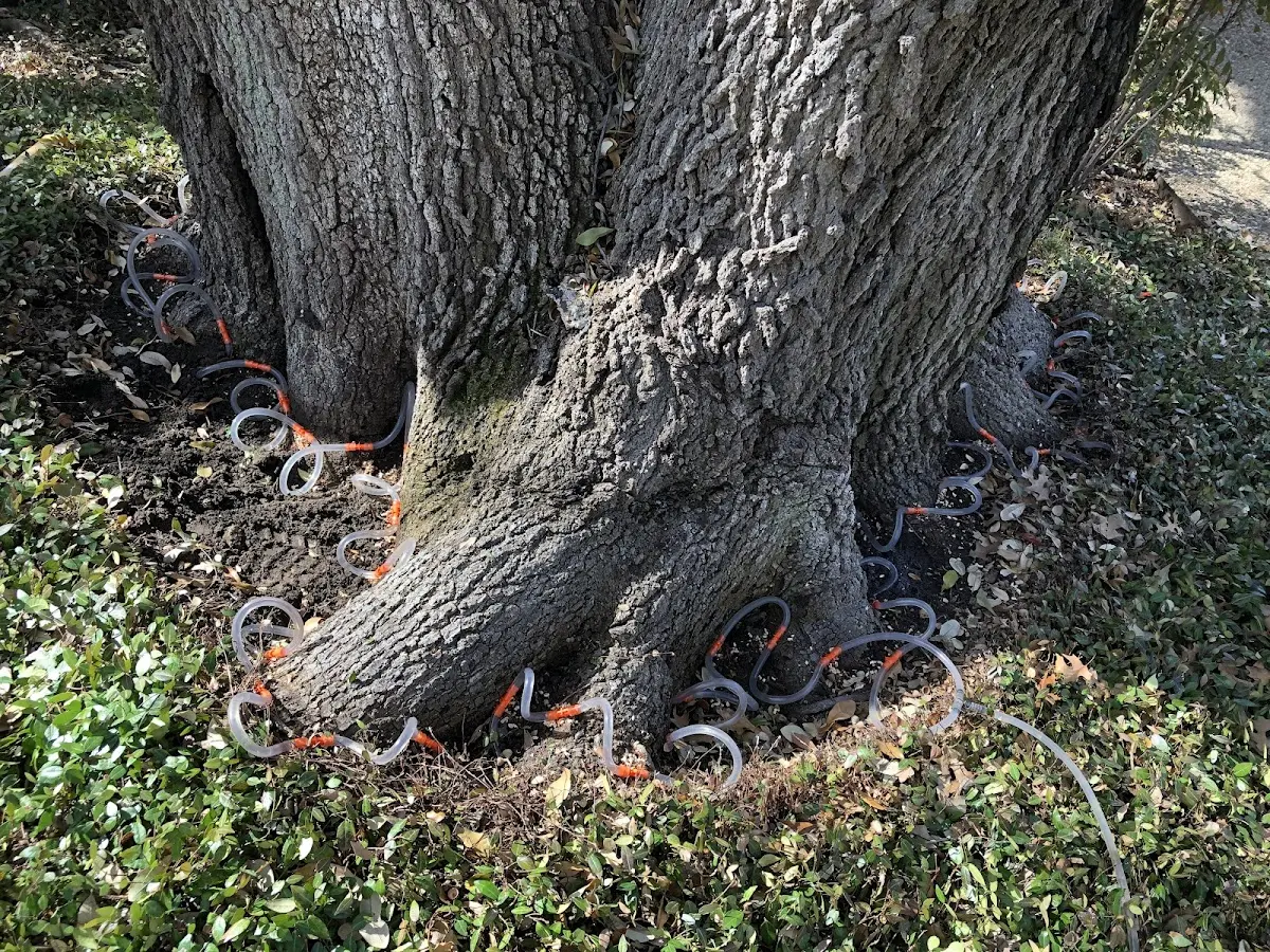Detailed Tree Cabling and Bracing job site in Bretton Woods