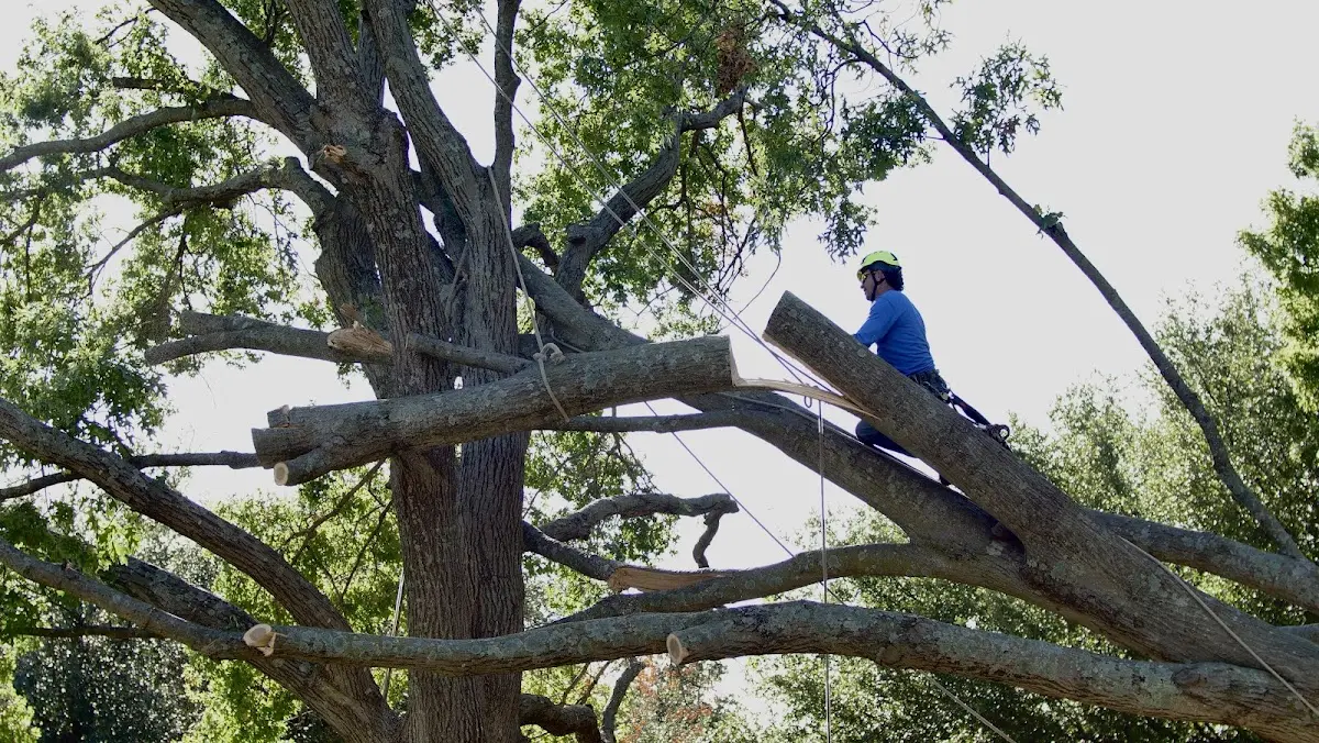 Professional Crown Thinning performed by certified arborists in Bretton Woods